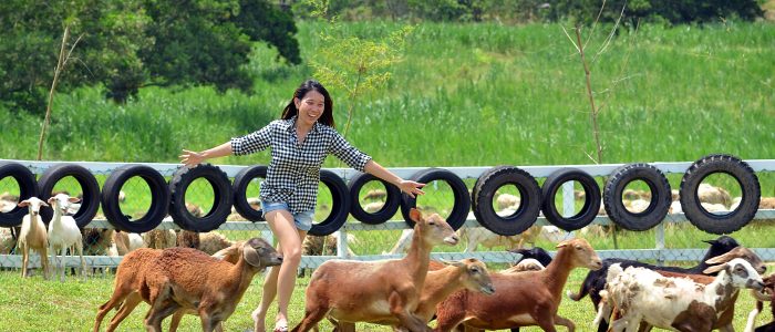 UK Farm 1 Ladang UK Di England โ Pemandangan Pertanian