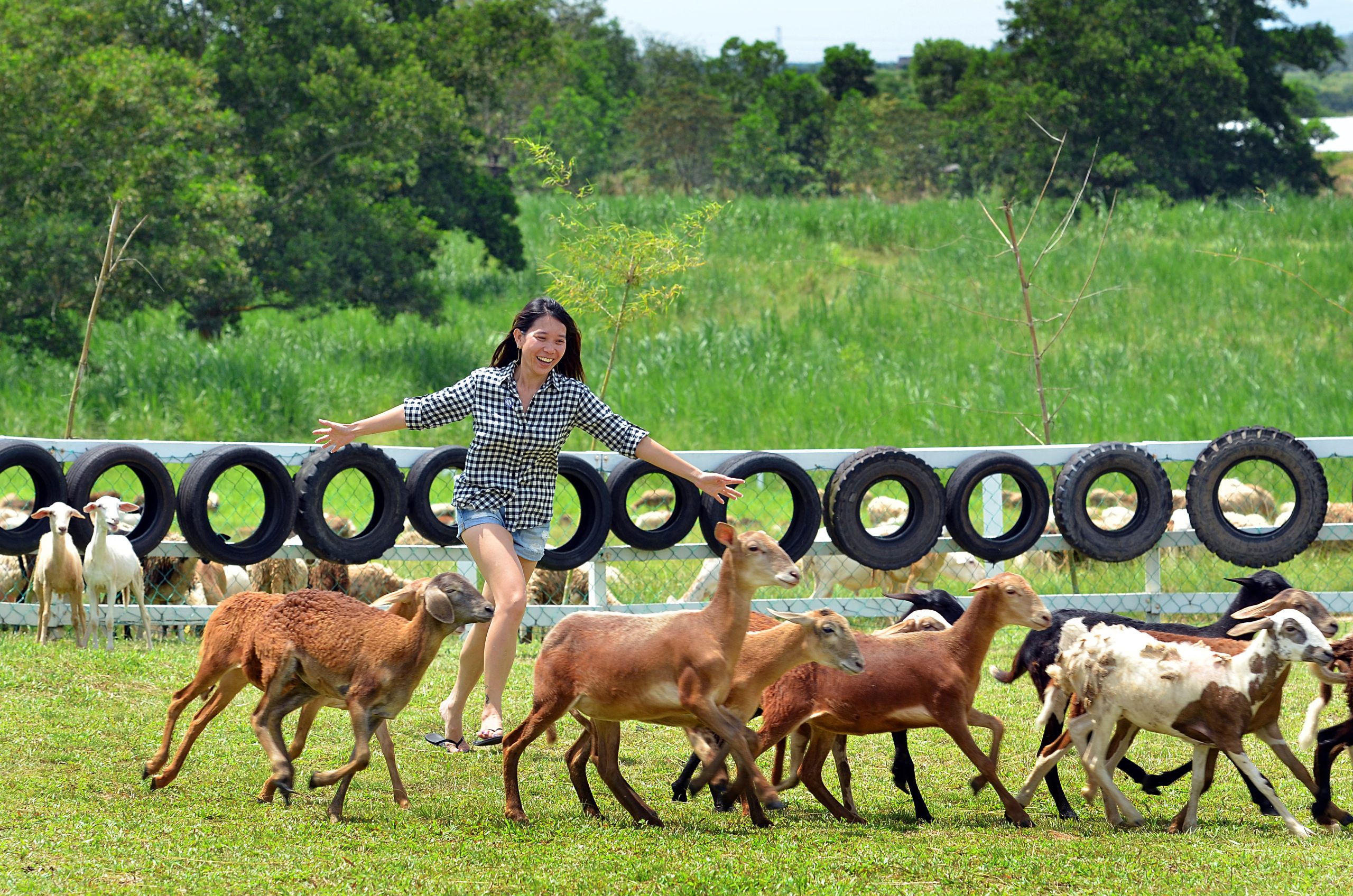 UK Farm 1 Ladang UK Di England – Pemandangan Pertanian